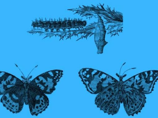 Des réalités bien différentes